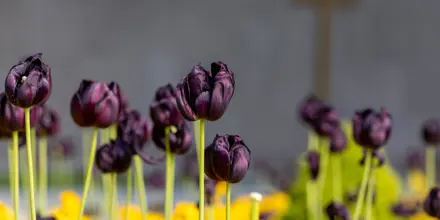 54502318982 944C8c64b3 O